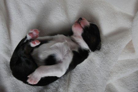 AMIGO 1 Woche alt (in seiner Lieblingsposition)